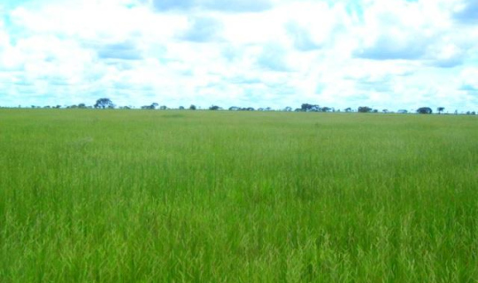 Fazenda So Jos (1070 ha) - Chapada Gacha - MG FotoID 65662