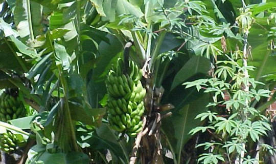 Pomar - bananeiras FotoID 64672