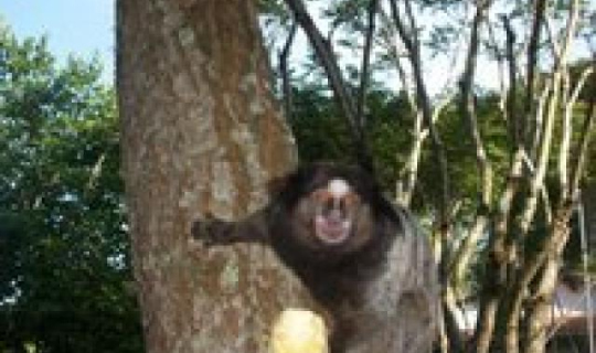 Natureza exuberante, mico vem pegar comida na mo FotoID 12085